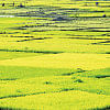 High prices buoy hybrid rice cultivation  hybrid rice cultivation