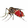 Dengue dengue mosquito