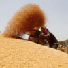 Rice, wheat and maize prices fall further globally: World Bank Rice, wheat and maize prices
