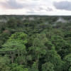 2 billion tonnes of CO2 removed from atmosphere every year carbon dioxide