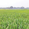 Wheat acreage expands on record prices wheat cultivation