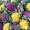 Coloured cauliflower showing bright prospects Coloured cauliflower