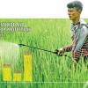 Dollar crisis hurts pesticide imports, may hit crop output | The Daily Star