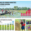 Hybrid rice planted on record area Hybrid rice