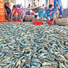 Shrimp exports recovering from downturn Shrimp exports