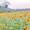 Oilseed cultivation spreading quickly Oilseed cultivation