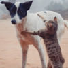 How to adopt stray animals  How to adopt stray animals