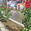 Saat Masjid Road: A curious tradeoff Tree felling on Saat Masjid Road