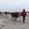Govt plans Tk 303cr livestock, poultry project Livestock Research Institute