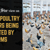 Protect the interests of marginal poultry farmers