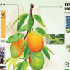 Mango exports jump as quality improves Mango export