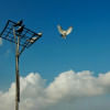 A bird taking flight from a pole while two other birds watch.