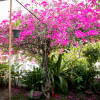 How to start a rooftop flower garden during monsoon  How to start a rooftop flower garden during monsoon