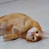 7 facts to consider before adopting a pet 7 facts to consider before adopting a pet