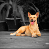 7 facts to consider before adopting a pet 7 facts to consider before adopting a pet