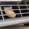 Poor kitty stuck Poor kitty stuck