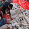 First consignment of 45.8 tonnes of hilsa sent to India First consignment of 45.8 tonnes of hilsa sent to India