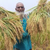 Bangladesh's rice production rose for 6th consecutive year in FY 2022-23