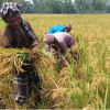 Profitability in farming on the decline: study Profitability in farming on the decline: study