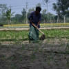 Potatoes set to get costlier as production costs double