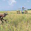 Tk 108 crore incentive for high-yield rice growers