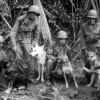 Animals World War Animals World War
