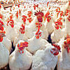 Chicken price soars by up to Tk 50 a kg in a month Chicken price soars by up to Tk 50 a kg in a month