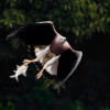 Birds of the National Botanical Garden: A photographer’s sanctuary Birds of the National Botanical Garden: A photographer’s sanctuary