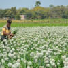 Onion seeds may get expensive for low yield Onion seeds may get expensive for low yield