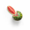 Here’s why watermelons are good for you      mockup-graphics-humxepbutf8-unsplash.jpg Here’s why watermelons are good for you      mockup-graphics-humxepbutf8-unsplash.jpg