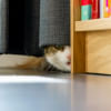 What do your pets need during stormy weather?      thomas-bormans-_cyirj58e6u-unsplash.jpg What do your pets need during stormy weather?      thomas-bormans-_cyirj58e6u-unsplash.jpg
