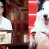 Cannes 2024 commences with ovation for Meryl Streep, Messi the dog on red carpet Cannes 2024 commences with ovation for Meryl Streep, Messi the dog on red carpet