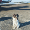 BARK Air: Where Dogs Skip the Crate and Take Flight    tanner-crockett-XbSjlj-xA5o-unsplash       pexels-jeswin-18723773 BARK Air: Where Dogs Skip the Crate and Take Flight    tanner-crockett-XbSjlj-xA5o-unsplash       pexels-jeswin-18723773