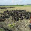 Rakhals with their herd of pigs, Gopalganj, 2016. Photo. Philip Gain