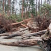 Cyclone Remal: 2cr trees on Patuakhali, Barguna forest land destroyed Cyclone Remal: 2cr trees on Patuakhali, Barguna forest land destroyed