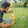 Mangoes from 4 continents in one single orchard Mangoes from 4 continents in one single orchard