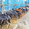 importance of cleanliness during Eid-ul-Azha importance of cleanliness during Eid-ul-Azha