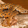 Antivenoms of Russell’s viper Antivenoms of Russell’s viper