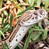 The Russell’s viper conundrum Russell’s Viper misinformation killing snakes