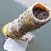 Rain brings fresh dengue concerns Rain brings fresh dengue concerns
