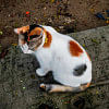A lost cat, a phone call, and a lesson in being present A lost cat, a phone call, and a lesson in being present