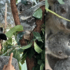 Priyanka Chopra meets her Koala namesake in Australia Priyanka Chopra meets her Koala namesake in Australia