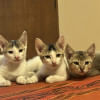 Three cats sitting side by side.