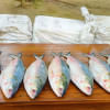 hilsa fish hilsa fish