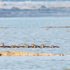 Capturing the avian wonders of northern Bangladesh Capturing the avian wonders of northern Bangladesh