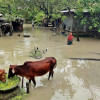 There’s a long-standing debate about agricultural, fisheries, and livestock rehabilitation. PHOTO: MONIR UDDIN ANIK