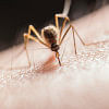 Battling dengue: Simple steps to stay safe during the outbreak Battling dengue: Simple steps to stay safe during the outbreak