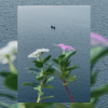 Flowers in the foreground which have been blurred with a boat sailing across the water in the background  Flowers in the foreground which have been blurred with a boat sailing across the water in the background