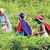 need of tea plant varieties need of tea plant varieties