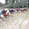 Time to recognise women's contribution in agriculture Time to recognise women's contribution in agriculture